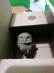 Glaucidium palmarum