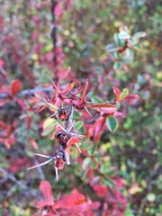 Berberis jaeschkeana