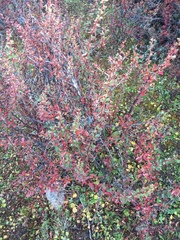 Berberis jaeschkeana