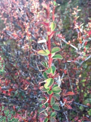 Berberis jaeschkeana