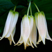 Largeflower Fairybells - Photo (c) James Gaither, some rights reserved (CC BY-NC-ND)