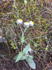 Anaphalis triplinervis