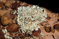 Xanthoparmelia maricopensis