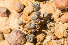Dudleya brevifolia