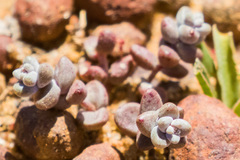 Dudleya brevifolia