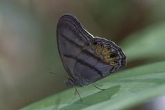 Splendeuptychia junonia