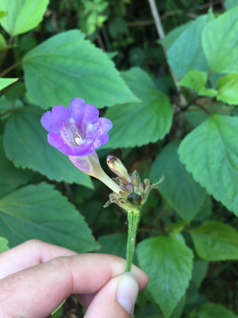 Strobilanthes lachenensis