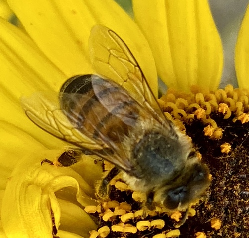 iNaturalist observation photo of Western Honey Bee