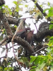 Patagioenas flavirostris