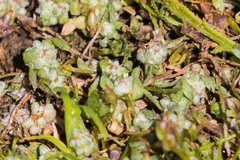 Psilocarphus brevissimus