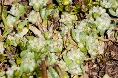 Psilocarphus brevissimus