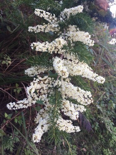 Bottlebrush Asparagus