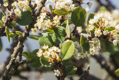 Ceanothus verrucosus