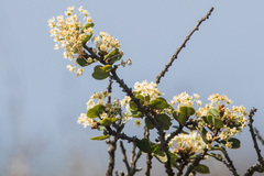 Ceanothus verrucosus