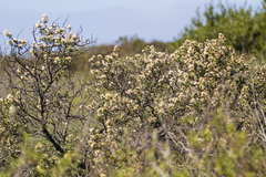Ceanothus verrucosus