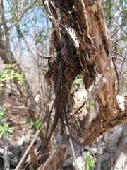 Trichocentrum cebolleta