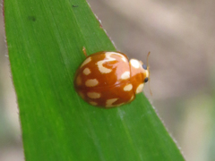 Neocalvia cayennensis