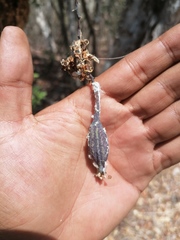 Trichocentrum cebolleta