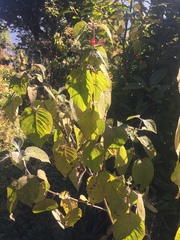 Colquhounia coccinea