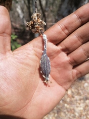 Trichocentrum cebolleta