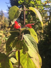 Colquhounia coccinea
