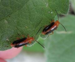 Phyllobrotica limbata