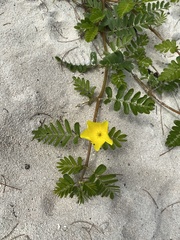 Tribulus cistoides