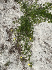Tribulus cistoides