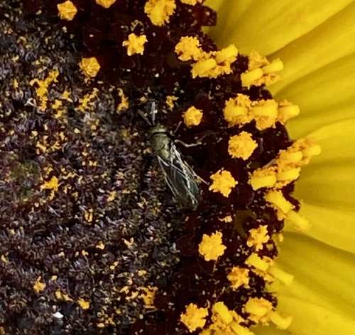 iNaturalist observation photo of Pteromalidae