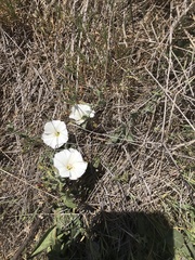 Calystegia macrostegia macrostegia
