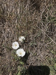 Calystegia macrostegia macrostegia