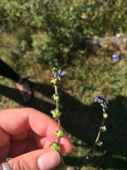 Cynoglossum wallichii