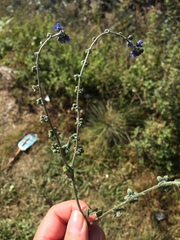 Cynoglossum wallichii