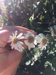 Richteria pyrethroides