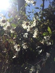 Richteria pyrethroides