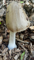 Coprinopsis atramentaria image