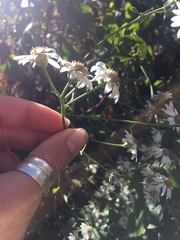 Richteria pyrethroides