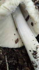Coprinopsis atramentaria image