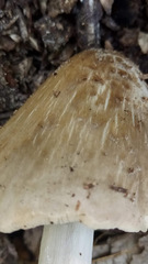 Coprinopsis atramentaria image