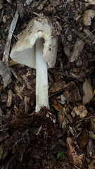 Coprinopsis atramentaria image