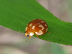 Neocalvia cayennensis