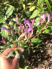 Strobilanthes tomentosa
