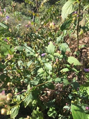 Strobilanthes tomentosa