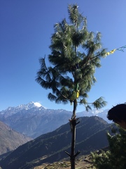 Pinus wallichiana