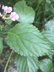Lantana camara image