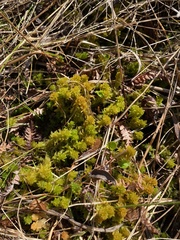 Sphagnum subsecundum