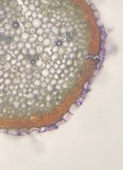 Sphagnum subsecundum