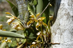 Maxillaria picta