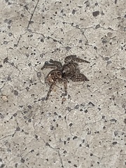 Attulus fasciger