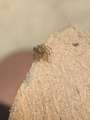 Attulus fasciger